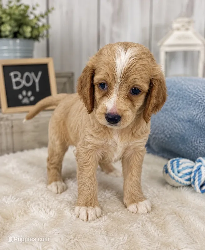 Cockapoo two – Cocker Spaniel, Poodle - Miniature  puppy for sale in Greenville, NC