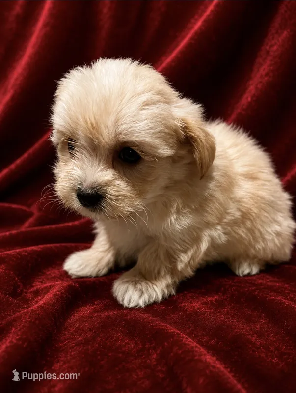 Yorkii/Shih Tzu – Shih Tzu, Yorkshire Terrier puppy for sale in Greenville, NC