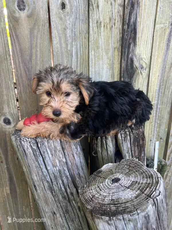 F yorkie – Yorkshire Terrier puppy for sale in Greenville, NC