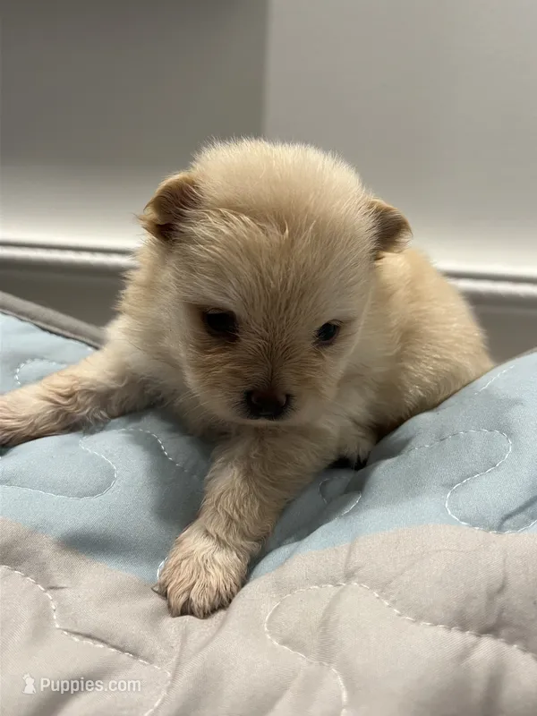 T cup Pom  – Pomeranian puppy for sale in Greenville, NC