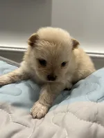 T cup Pom , a male Pomeranian for sale in Greenville, NC – 1 of 2