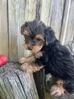 F yorkie, a female Yorkshire Terrier for sale in Greenville, NC – 3 of 3