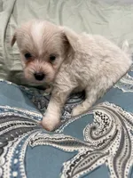 Male palm/Maltese, a male Pomeranian for sale in Greenville, NC – 3 of 3