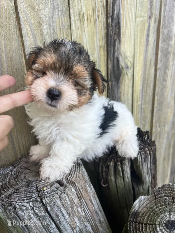 White Tcup yorkipom – Pomeranian, Yorkshire Terrier puppy for sale in Greenville, NC