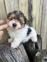 White Tcup yorkipom, a male Pomeranian and Yorkshire Terrier for sale in Greenville, NC – 1 of 3
