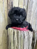 F Maltese/Shih Tzu, a female Maltese and Shih Tzu for sale in Greenville, NC – 4 of 4