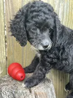 F cockapoo, a female Cocker Spaniel and Poodle - Miniature  for sale in Greenville, NC – 4 of 4