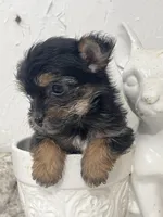 Core, a male Yorkshire Terrier for sale in Greenville, NC – 3 of 3