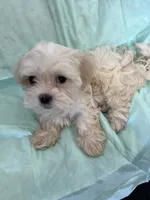 M malshi, a male Maltese and Shih Tzu for sale in Greenville, NC – 2 of 2