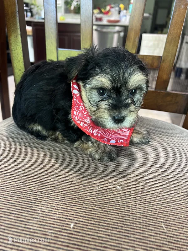 Yorkii/Shih Tzu – Shih Tzu, Yorkshire Terrier puppy for sale in Greenville, NC