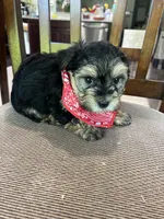 Yorkii/Shih Tzu, a female Shih Tzu and Yorkshire Terrier for sale in Greenville, NC – 2 of 3