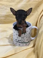 Teeny , a female Rat Terrier for sale in Greenville, NC – 3 of 3