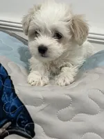 Casper, a male Maltipoo for sale in Greenville, NC – 3 of 3
