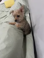 Sweetheart , a female Yorkshire Terrier for sale in Greenville, NC – 2 of 3