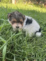 White Tcup yorkipom, a male Pomeranian and Yorkshire Terrier for sale in Greenville, NC – 3 of 3
