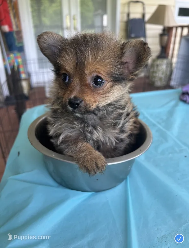 Tcup female  Yorkipom – Pomeranian, Yorkshire Terrier puppy for sale in Greenville, NC