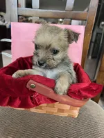 Sweetheart , a female Yorkshire Terrier for sale in Greenville, NC – 2 of 3