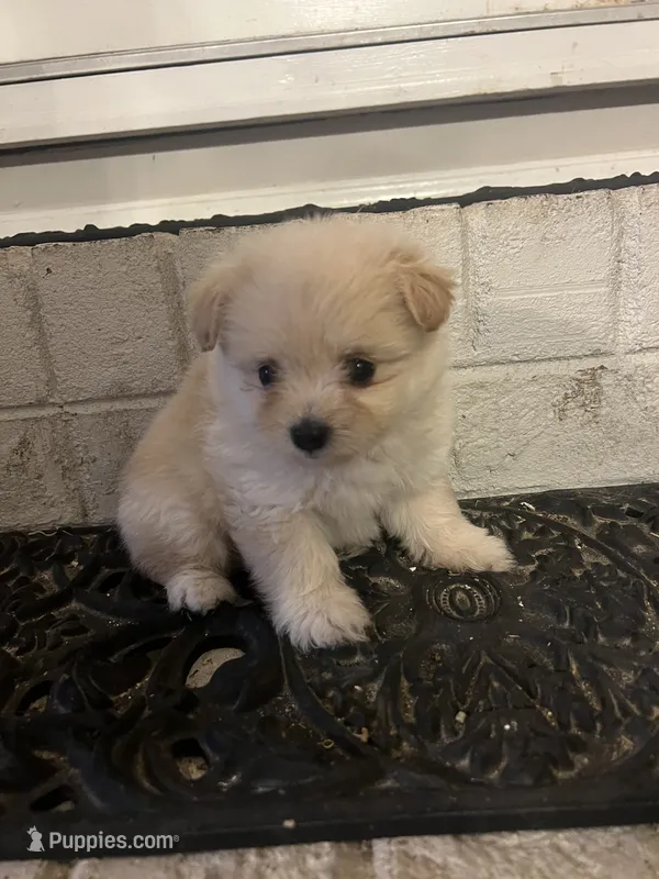 Teacup Male – Pomeranian, Yorkshire Terrier puppy for sale in Greenville, NC