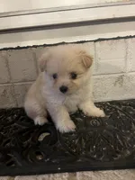 Teacup Male, a male Pomeranian and Yorkshire Terrier for sale in Greenville, NC – 1 of 3
