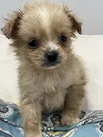 Malty peek , a female Maltese and Pekingese for sale in Greenville, NC – 3 of 3