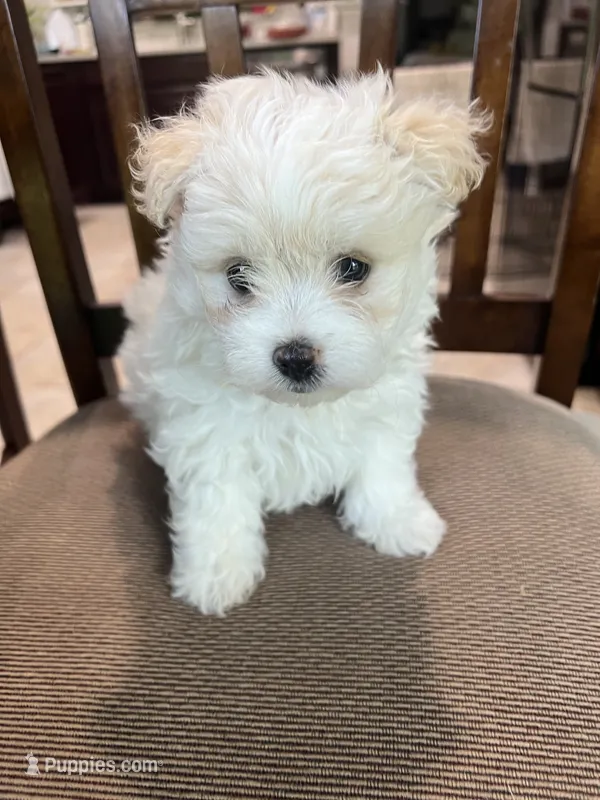 M Pomeranian/Maltese – Maltese, Pomeranian puppy for sale in Greenville, NC