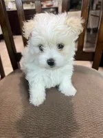 M Maltese/Pomeranian, a male Maltese and Pomeranian for sale in Greenville, NC – 1 of 2