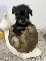 YORKIPOO, a female Yorkipoo for sale in Greenville, NC – 2 of 2