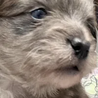 Gray, a male Pomeranian for sale in Greenville, NC – Photo 2 of 3