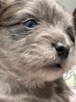 Gray, a male Pomeranian for sale in Greenville, NC – Photo 2 of 3