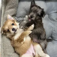 Gray, a male Pomeranian for sale in Greenville, NC – Photo 3 of 3