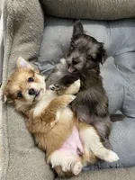 Gray, a male Pomeranian for sale in Greenville, NC – Photo 3 of 3