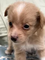 Gold Male palm/, a male Maltese and Pomeranian for sale in Greenville, NC – 3 of 3