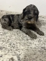 Cockapoo, a female Cocker Spaniel and Poodle - Miniature  for sale in Greenville, NC – 3 of 4