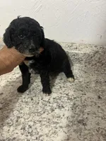 Cockapoo three, a male English Cocker Spaniel and Poodle - Miniature  for sale in Greenville, NC – 2 of 2