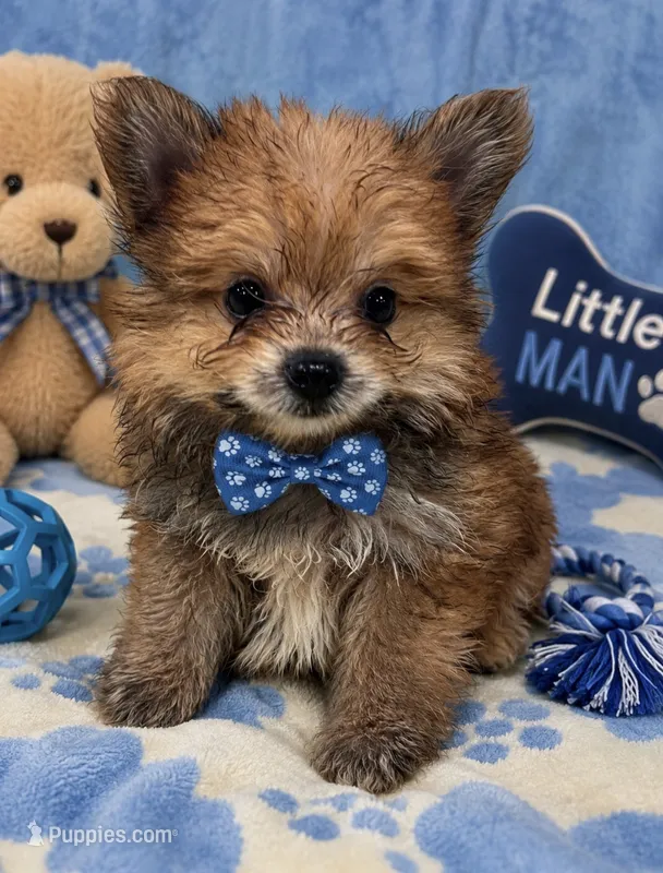 Yorkii Pom – Pomeranian, Yorkshire Terrier puppy for sale in Greenville, NC