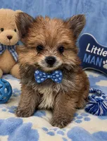 Yorkii Pom, a male Pomeranian and Yorkshire Terrier for sale in Greenville, NC – 1 of 4