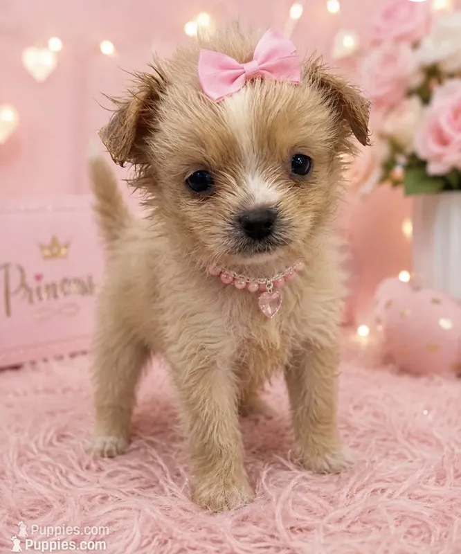 M Tcup – Maltese, Pekingese puppy for sale in Greenville, NC