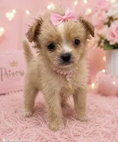 M Tcup, a female Maltese and Pekingese for sale in Greenville, NC – 1 of 3