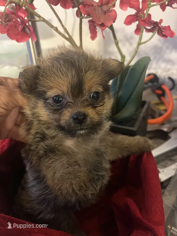 Tcup female  Yorkipom – Pomeranian, Yorkshire Terrier puppy for sale in Greenville, NC