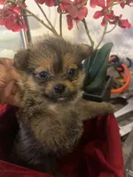 Tcup female  Yoripom, a female Pomeranian and Yorkshire Terrier for sale in Greenville, NC – 2 of 6