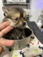M Tcup Pom Chi, a male Chihuahua for sale in Greenville, NC – 2 of 3