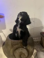 Female, a female Cocker Spaniel and Poodle - Miniature  for sale in Greenville, NC – 2 of 3