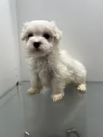 Maltipoo , a female Maltipoo for sale in Greenville, NC – Photo 2 of 4