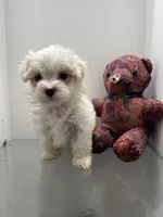 Maltipoo , a female Maltipoo for sale in Greenville, NC – Photo 1 of 4