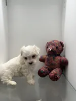 Maltipoo , a female Maltipoo for sale in Greenville, NC – Photo 3 of 4