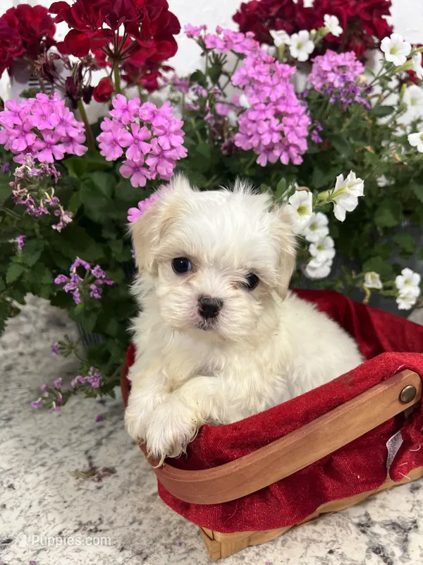 Maltipoo  – Maltipoo puppy for sale in Greenville, NC