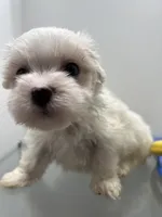 Maltipoo , a female Maltipoo for sale in Greenville, NC – Photo 4 of 4