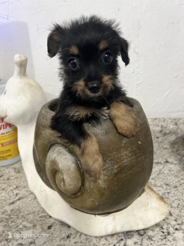 YORKIPOO – Yorkipoo puppy for sale in Greenville, NC