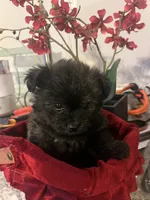 Tcup female  Yoripom, a female Pomeranian and Yorkshire Terrier for sale in Greenville, NC – 5 of 6