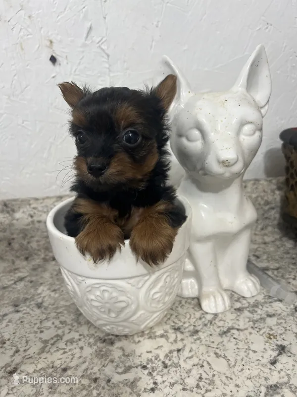 Yorki  – Yorkshire Terrier puppy for sale in Greenville, NC